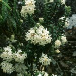 white flowers Western Creek track 12-91 LGo.jpg